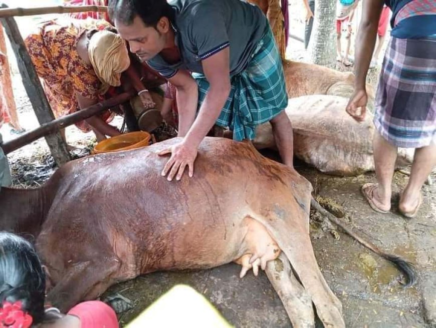 কোটালীপাড়ায় বজ্রপাতে কেড়ে নিলো  দুই শ্রমিক ও গবাদি পশুর প্রাণ